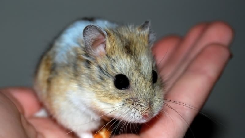 How Long Can Gerbils Travel? 