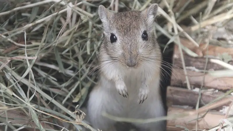 How Long Can Gerbils Travel? 