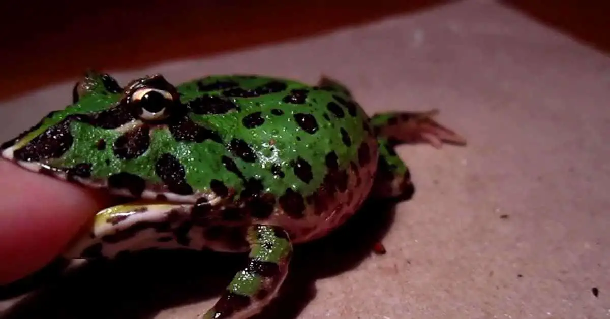 How Long Can You Leave A Pacman Frog Alone?