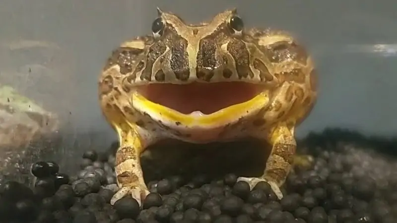 How Long Can You Leave A Pacman Frog Alone? 