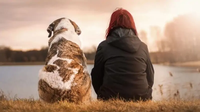 How Many Days of Traveling Can a Dog Withstand? 