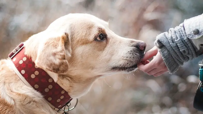 How to Calm Your Dog While Traveling? 