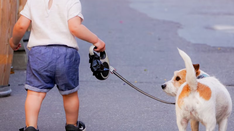 What Equipment Does My Dog Need While Flying? 