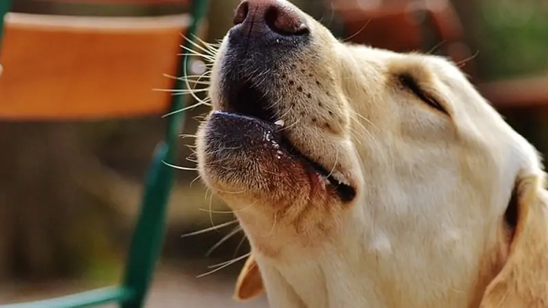 What If My Dog is Howling When I'm at Work and How to Fix It? 