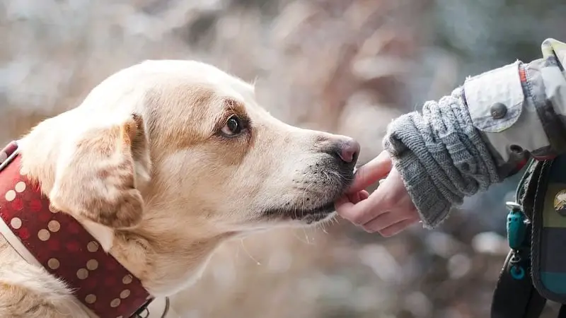 What to Tell Someone Who Is Watching Your Dog 