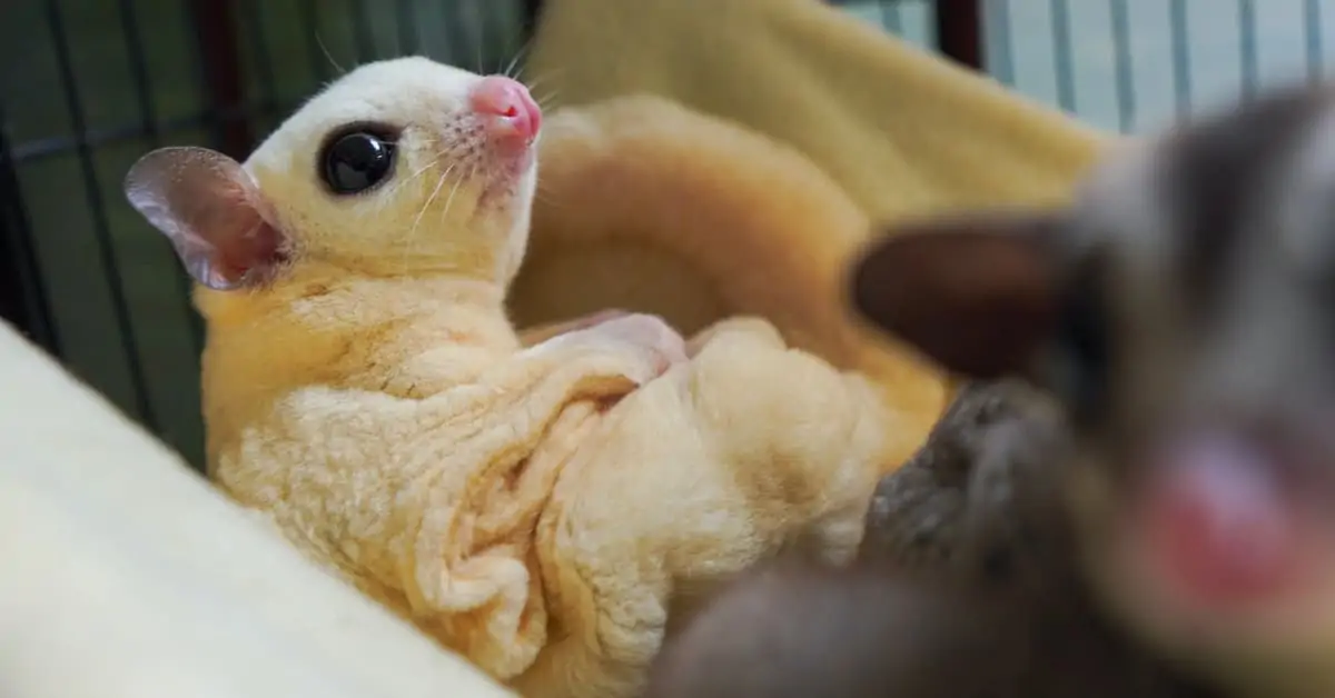 Can You Litter Box Train a Possum?