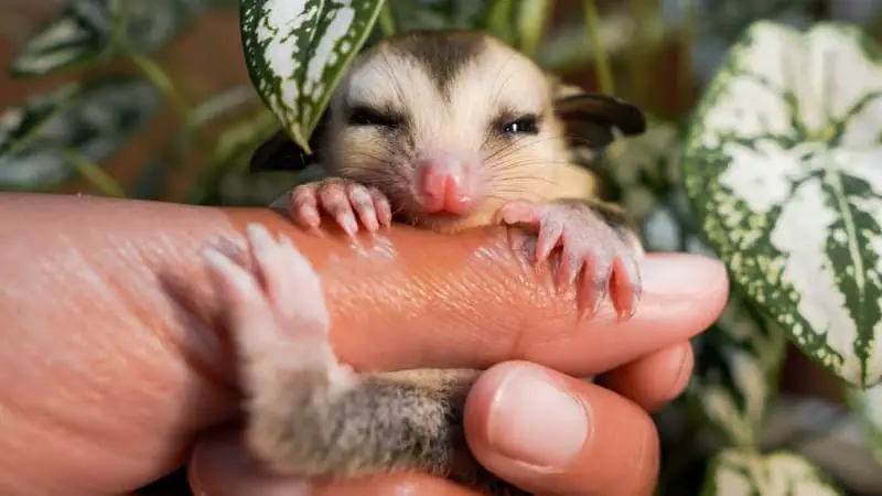 Can You Litter Box Train a Possum? 