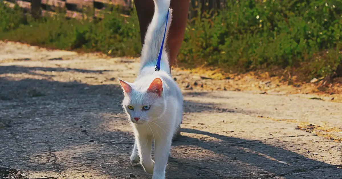 Can You Take Cats on Long Walks?