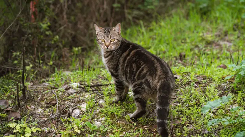 Can You Take Cats on Long Walks? 
