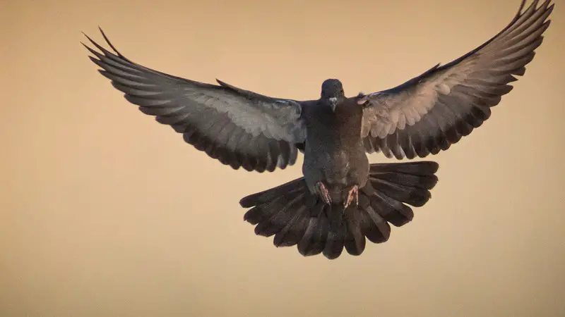 Can You Travel with a Pet Pigeon? 