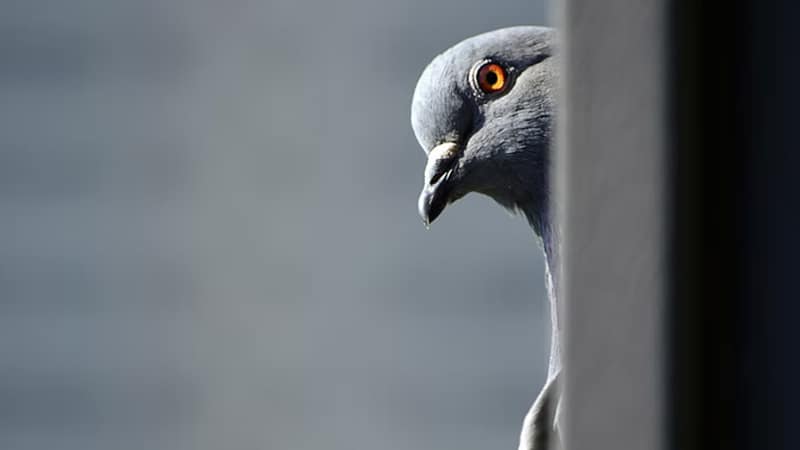 Can You Travel with a Pet Pigeon? 