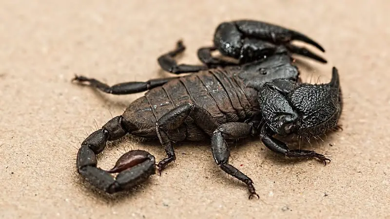 Can You Use a Heat Lamp for Scorpions? 
