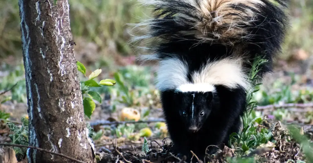 Can You Walk a Pet Skunk? – Pets Travel Guide