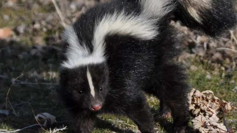 Can You Walk a Pet Skunk? 