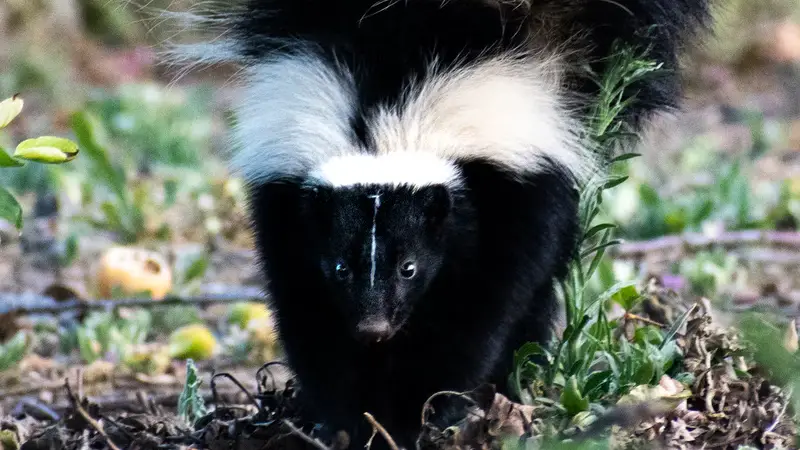 Can You Walk a Pet Skunk? 