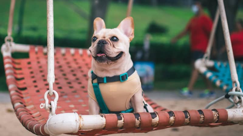 Do Dogs Like Hammock? 