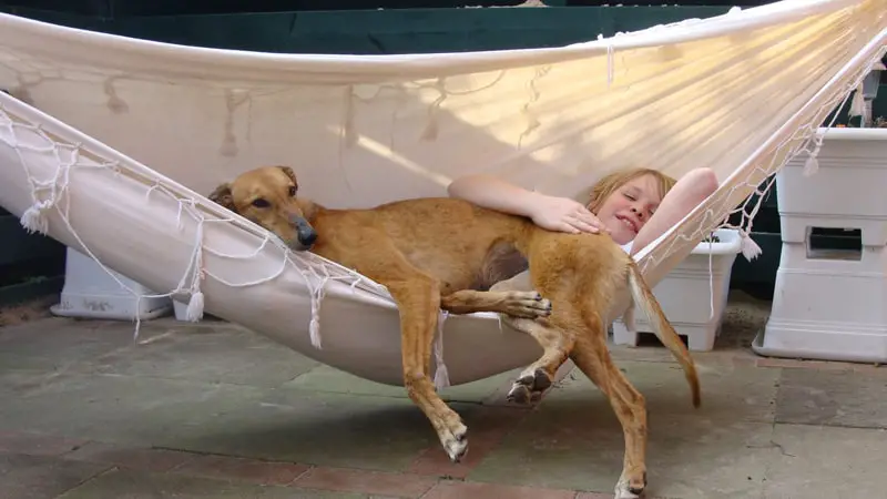 Do Dogs Like Hammock? 