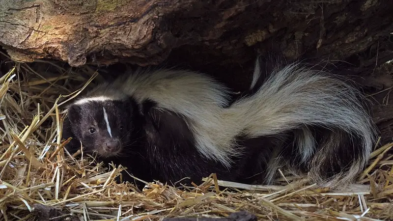 Do Pet Skunks Need a Cage? 