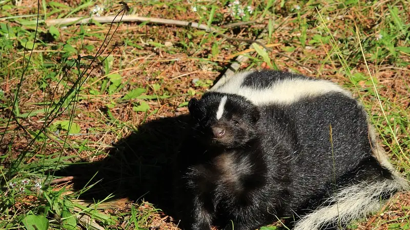 Do Pet Skunks Need a Cage? 