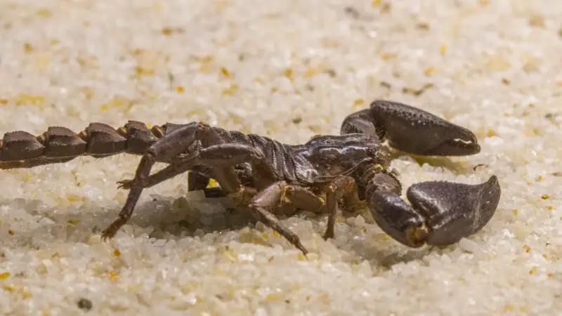 Do Scorpions Need a Heating Pad? 