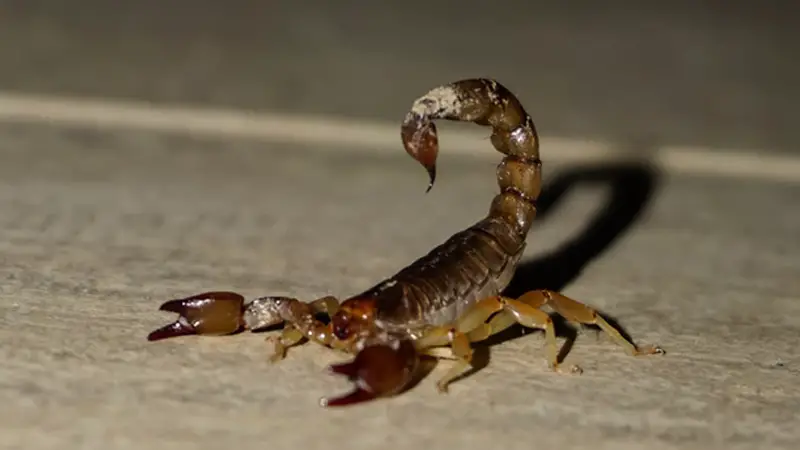 Do You Need a Travel Bag for Your Pet Scorpion?