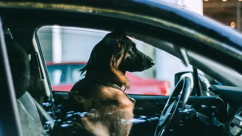 Does Dog Hair Stick to Leather Seats? 