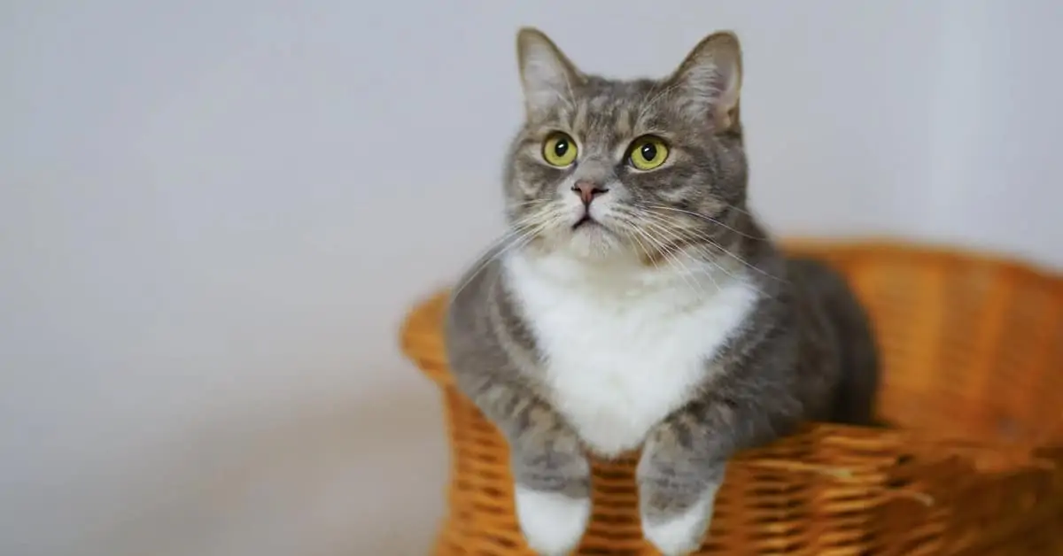 How Long Can an Indoor Cat Survive Outside?