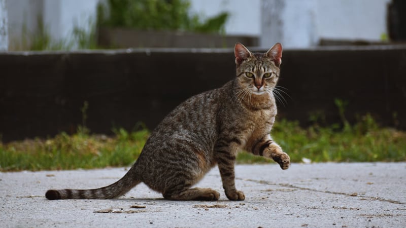 How Long Can an Indoor Cat Survive Outside? 