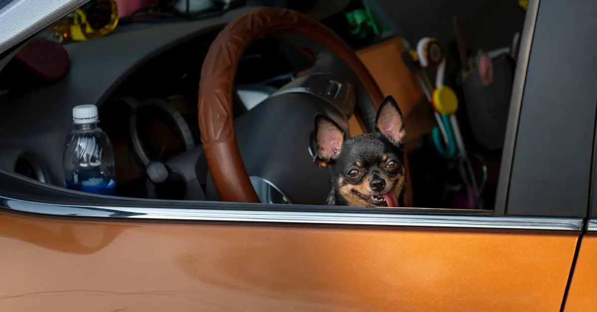 Is It Better to Have Cloth or Leather Seats with a Dog?