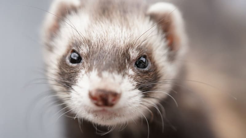 can prairie dogs be litter box trained