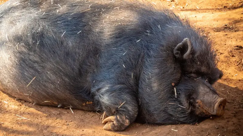 What Animals Can You Litter Box Train? 