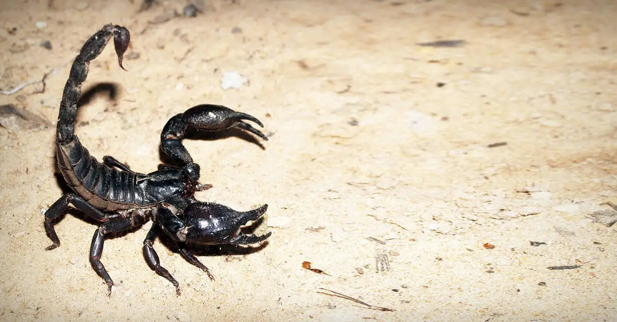 What to Do with Your Pet Scorpions When on Vacation?