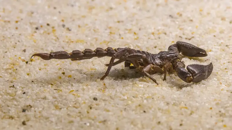 What to Do with Your Pet Scorpions When on Vacation? 