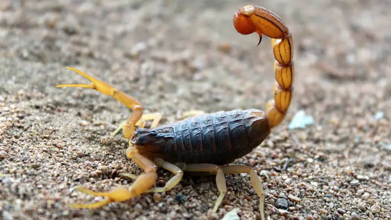 What to Do with Your Pet Scorpions When on Vacation? 